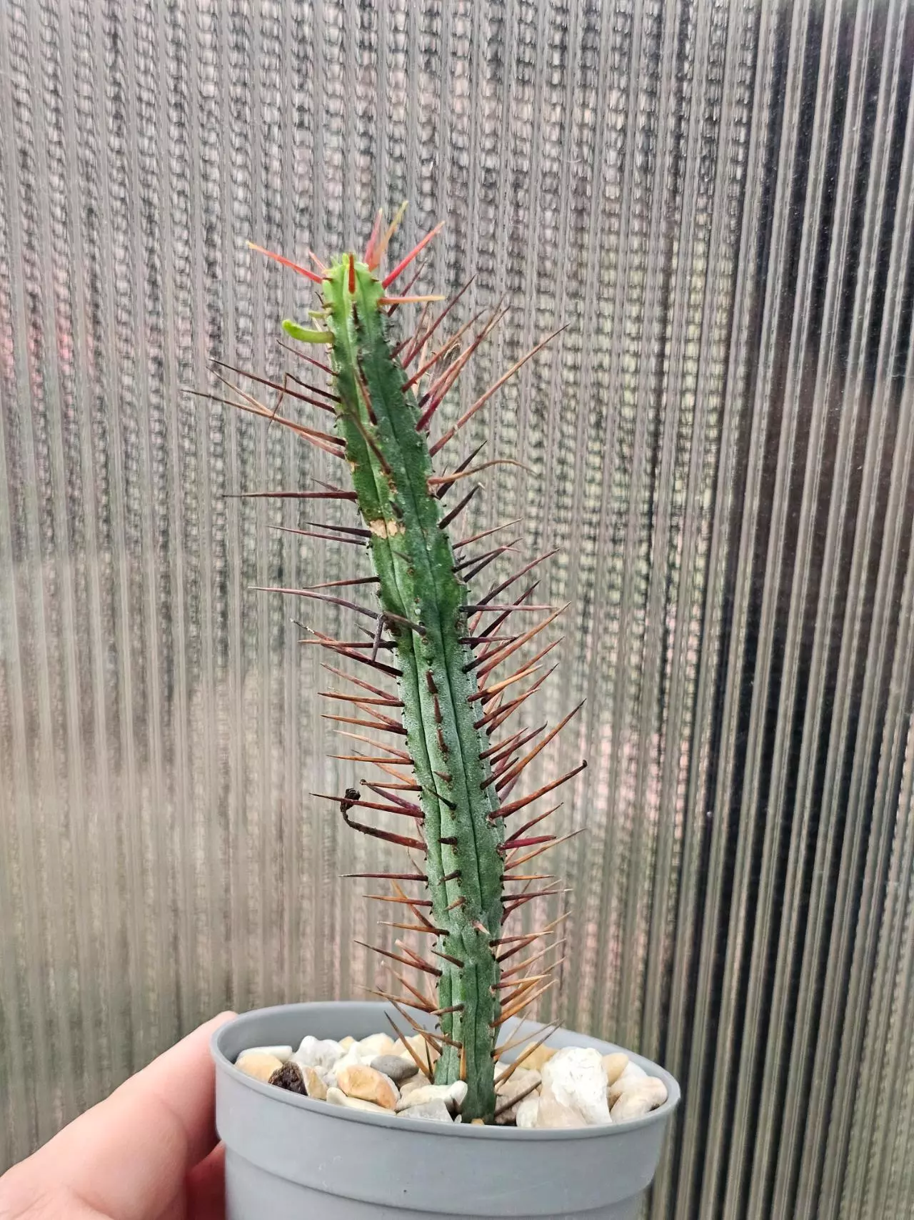plant/Euphorbia Enopla-0