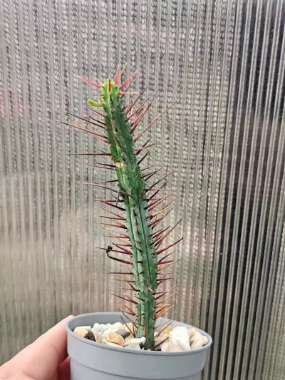 plant/Euphorbia Enopla-0-thumbnail
