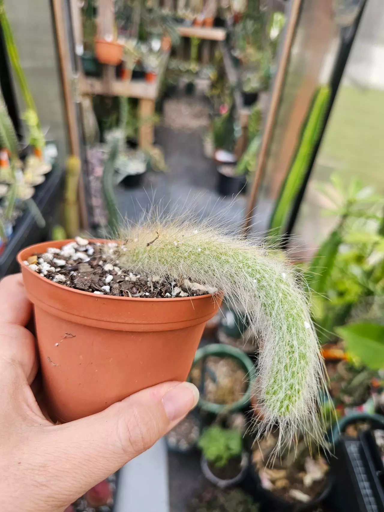 plant/Monkey Tail Cactus 🐒 -0