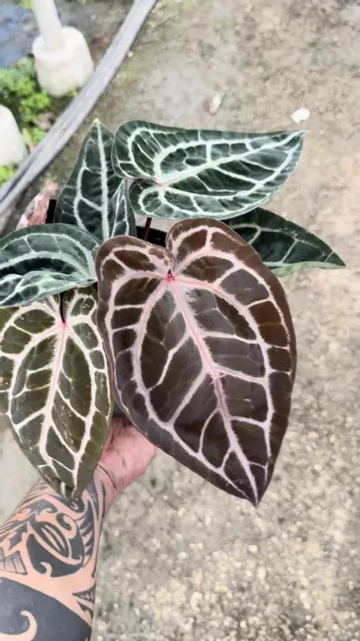 plant/Silvery Tezula red crystal multi -0-thumbnail