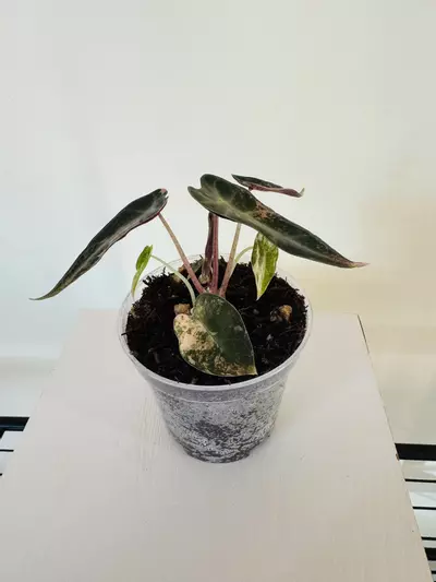 plant/Alocasia ‘Bambino Aurea’ (3inch)-3-thumbnail