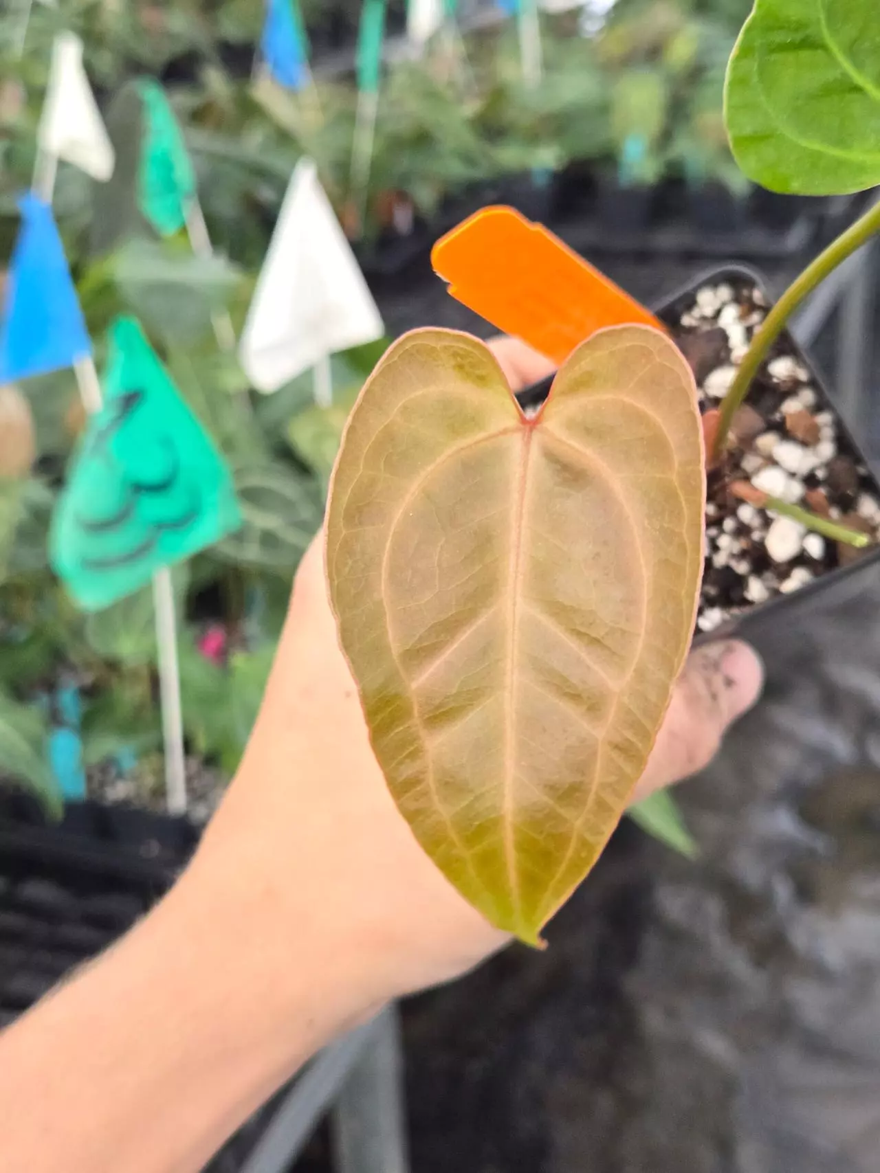 plant/P121 veiny dark brownish red. Rotundatum X x ( Rotundatum X/ Doc Block Purple F2)-0