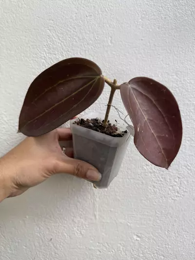 plant/Hoya black magic-0-thumbnail