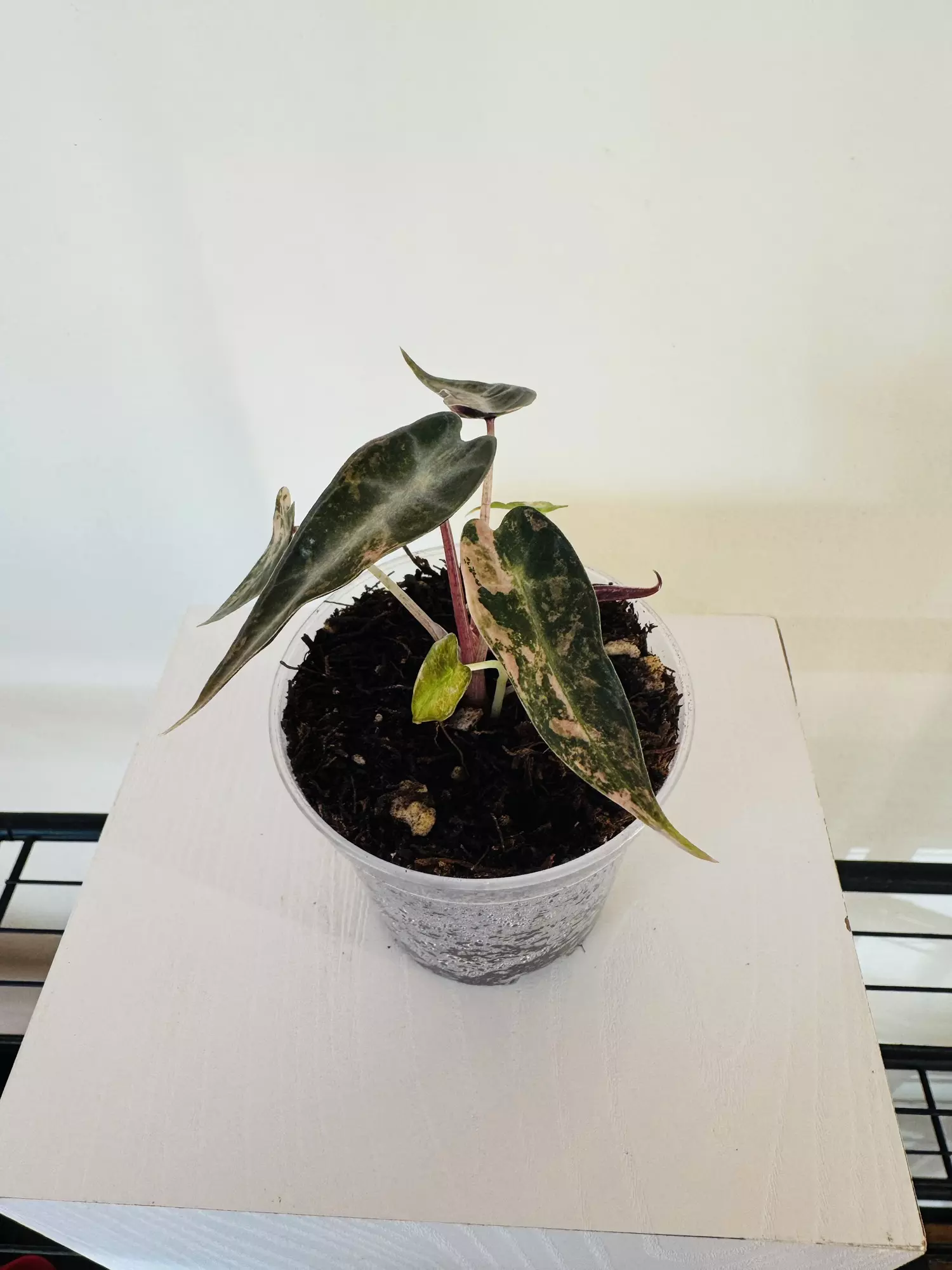 plant/Alocasia ‘Bambino Aurea’ (3inch)-0