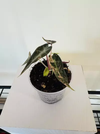 plant/Alocasia ‘Bambino Aurea’ (3inch)-0-thumbnail