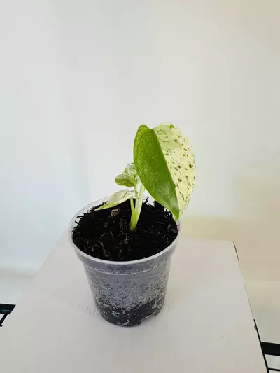 plant/Monstera ‘White Monster’ (3inch)-3-thumbnail