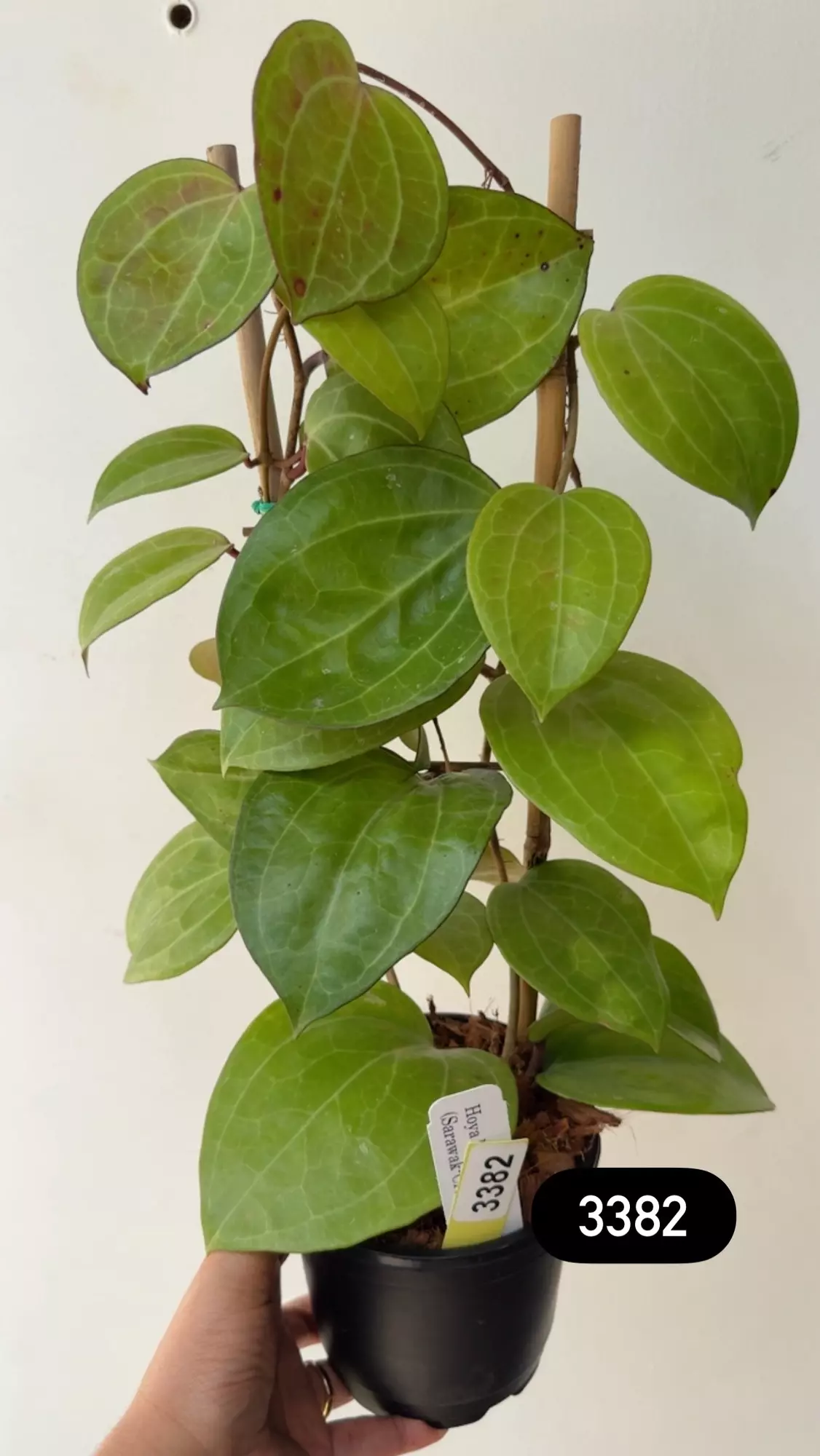 plant/3382 Lat Sarawak cream xl on trellis-0