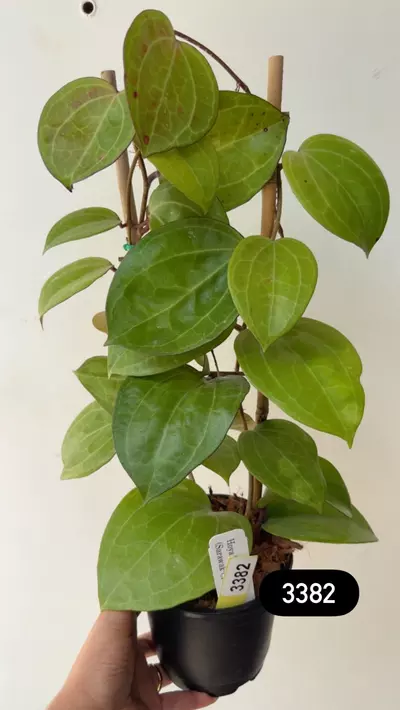 plant/3382 Lat Sarawak cream xl on trellis-0-thumbnail