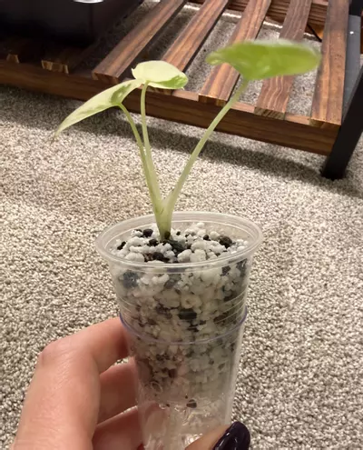 plant/Alocasia Pink Black Velvet-1-thumbnail