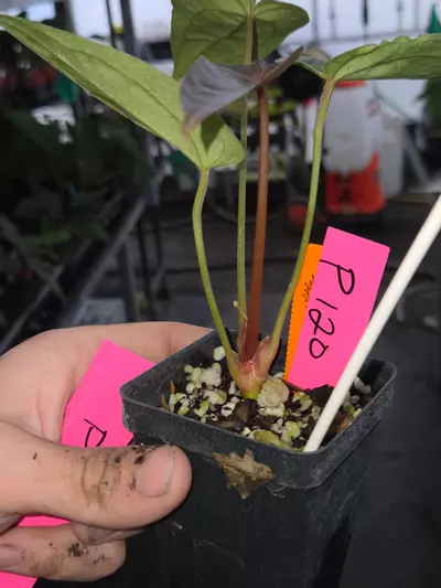 plant/P120 red emergent. (SKG Red Crystal/Mag) x Swampmannii Round #4-3-thumbnail