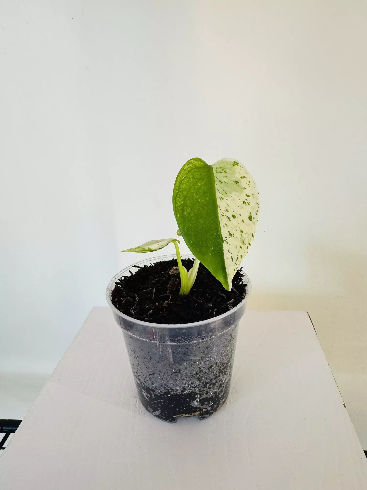 plant/Monstera ‘White Monster’ (3inch)-0