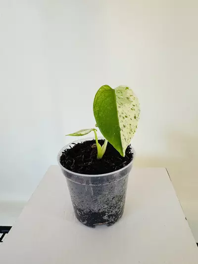 plant/Monstera ‘White Monster’ (3inch)-0-thumbnail