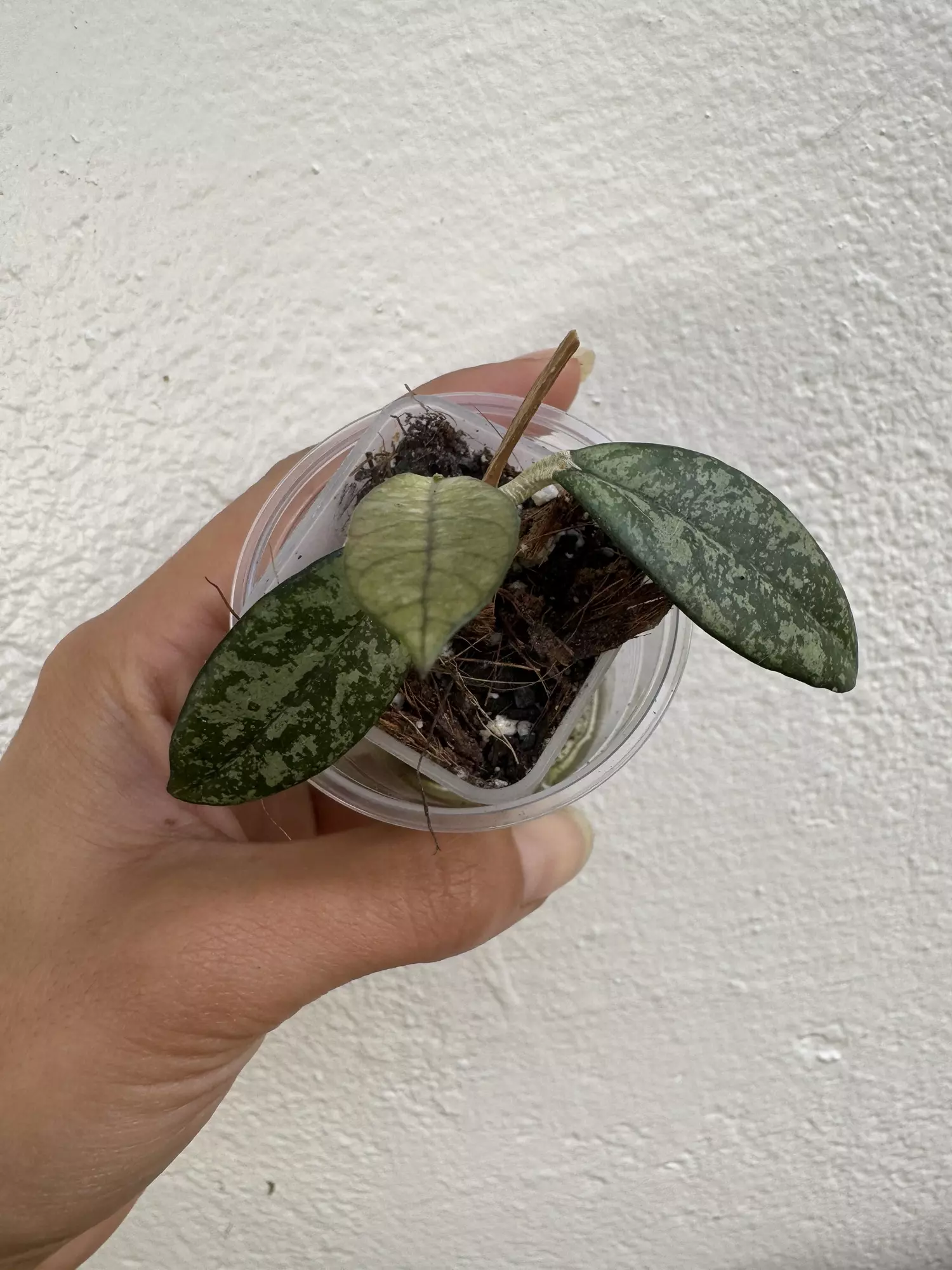 plant/Crassipetiolata vietnam-0