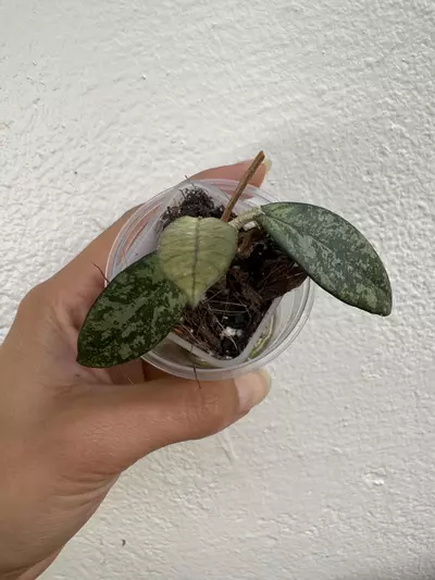 plant/Crassipetiolata vietnam-0-thumbnail