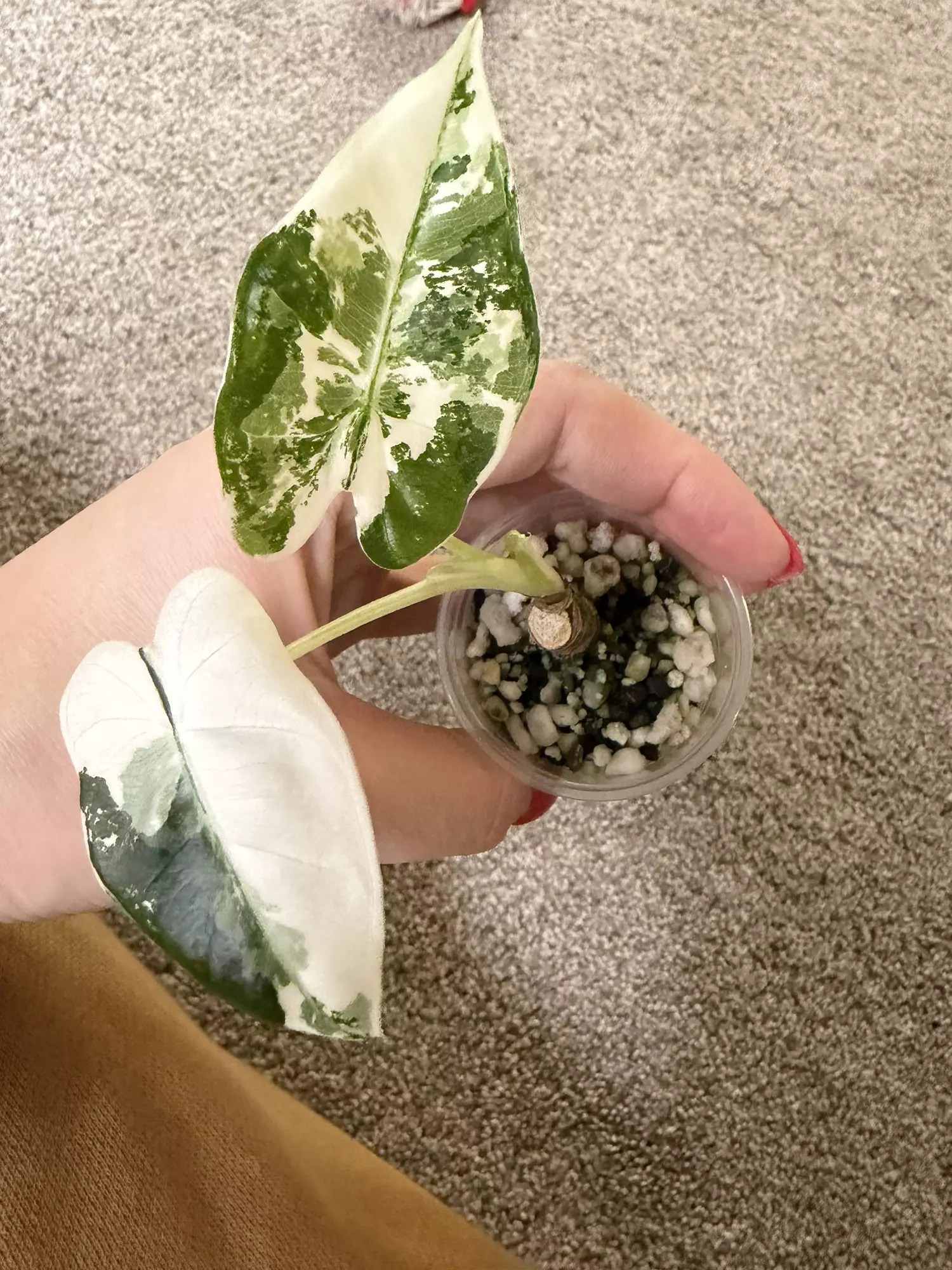 plant/😍 Alocasia Frydek-1