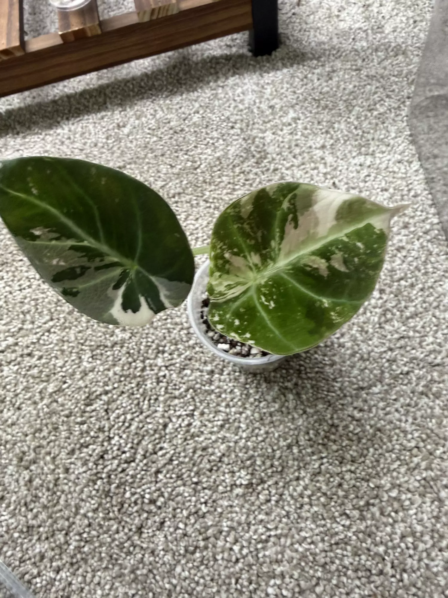 plant/Alocasia Pink Black Velvet-0