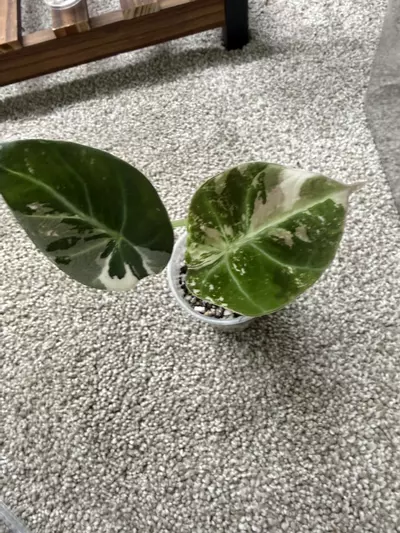 plant/Alocasia Pink Black Velvet-0-thumbnail