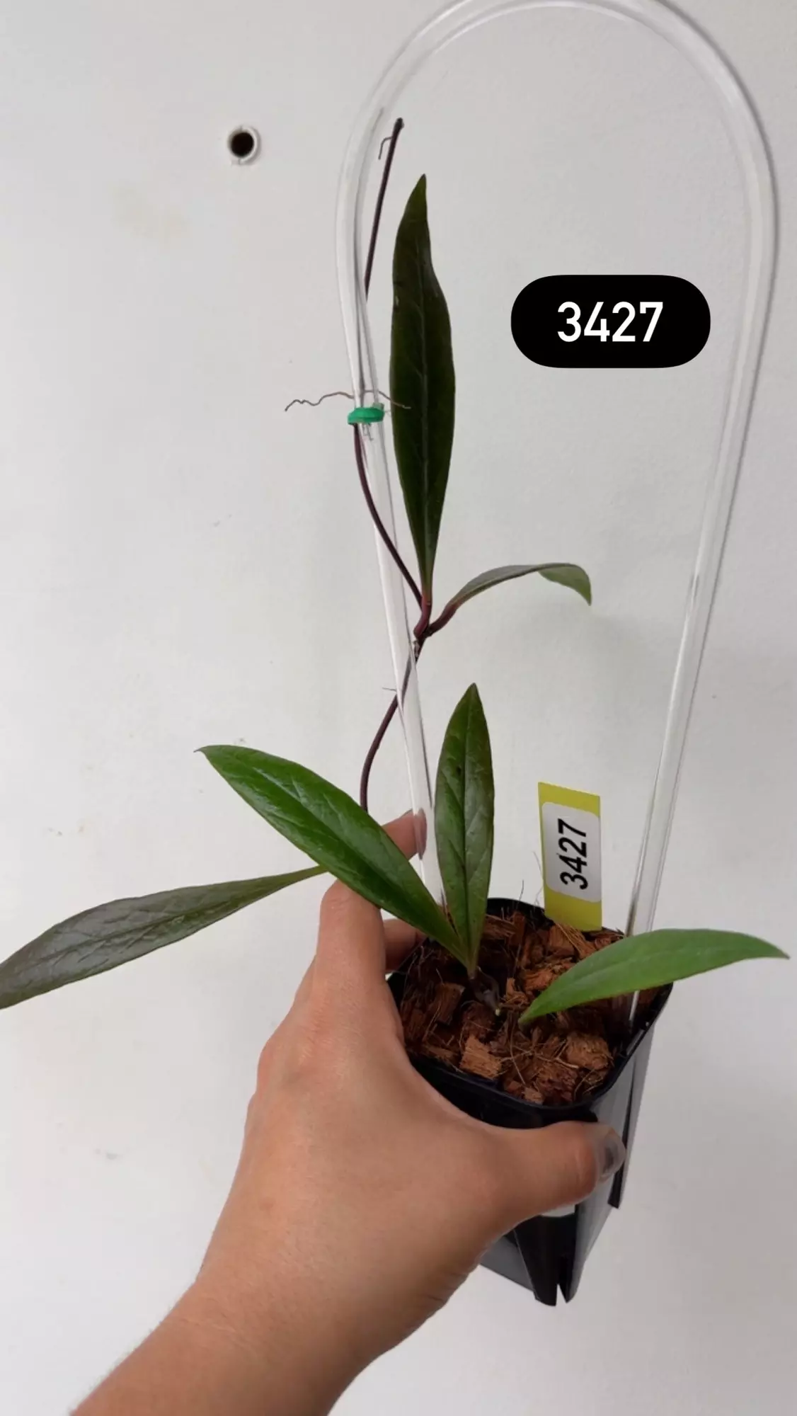 plant/3427 Sulawesiana in trellis-0