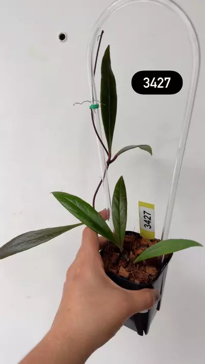 plant/3427 Sulawesiana in trellis-0-thumbnail