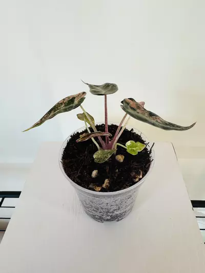 plant/Alocasia ‘Bambino Aurea’ (3inch)-2-thumbnail