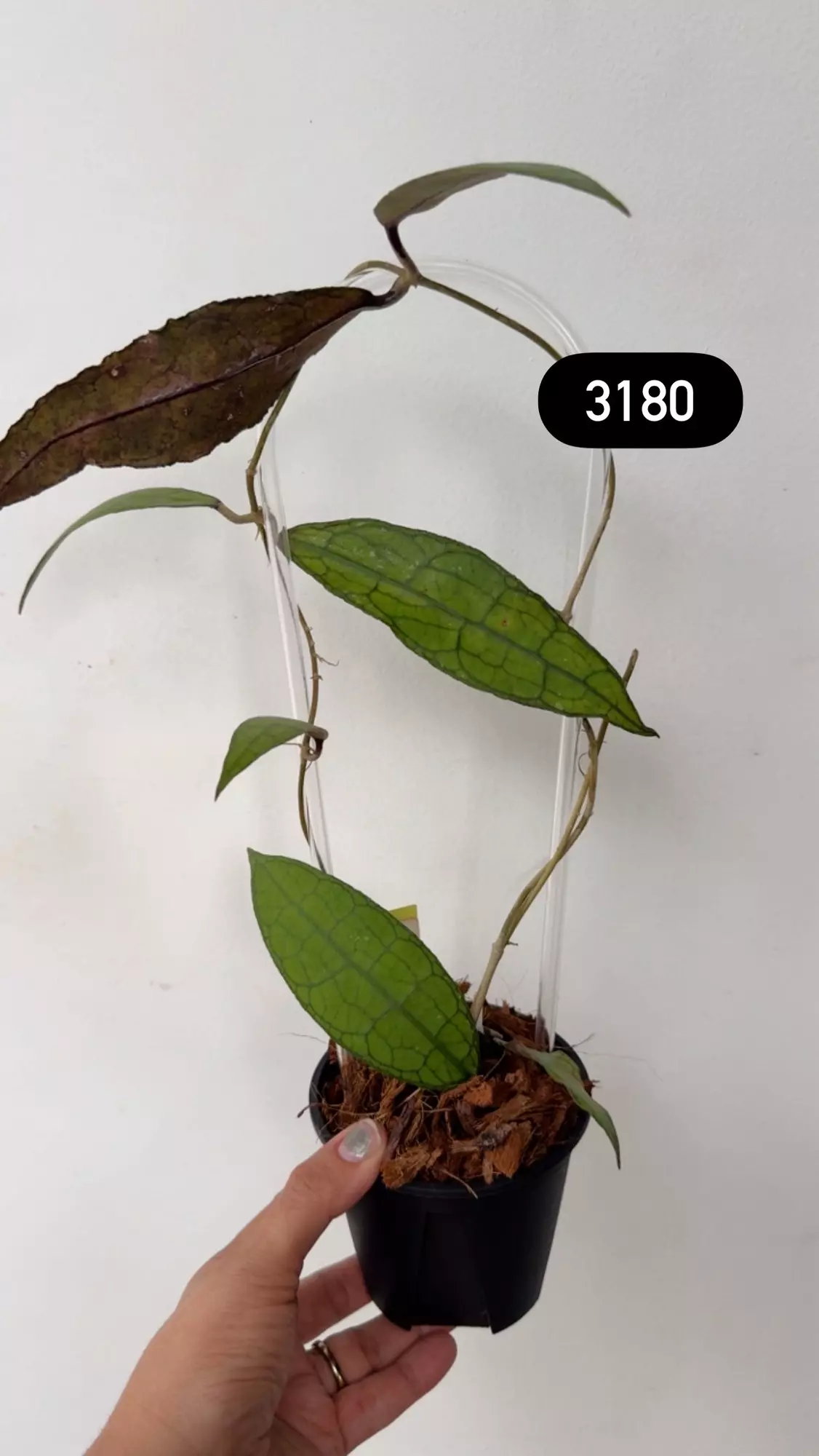 plant/3180 Clemensorium aceh in trellis-0