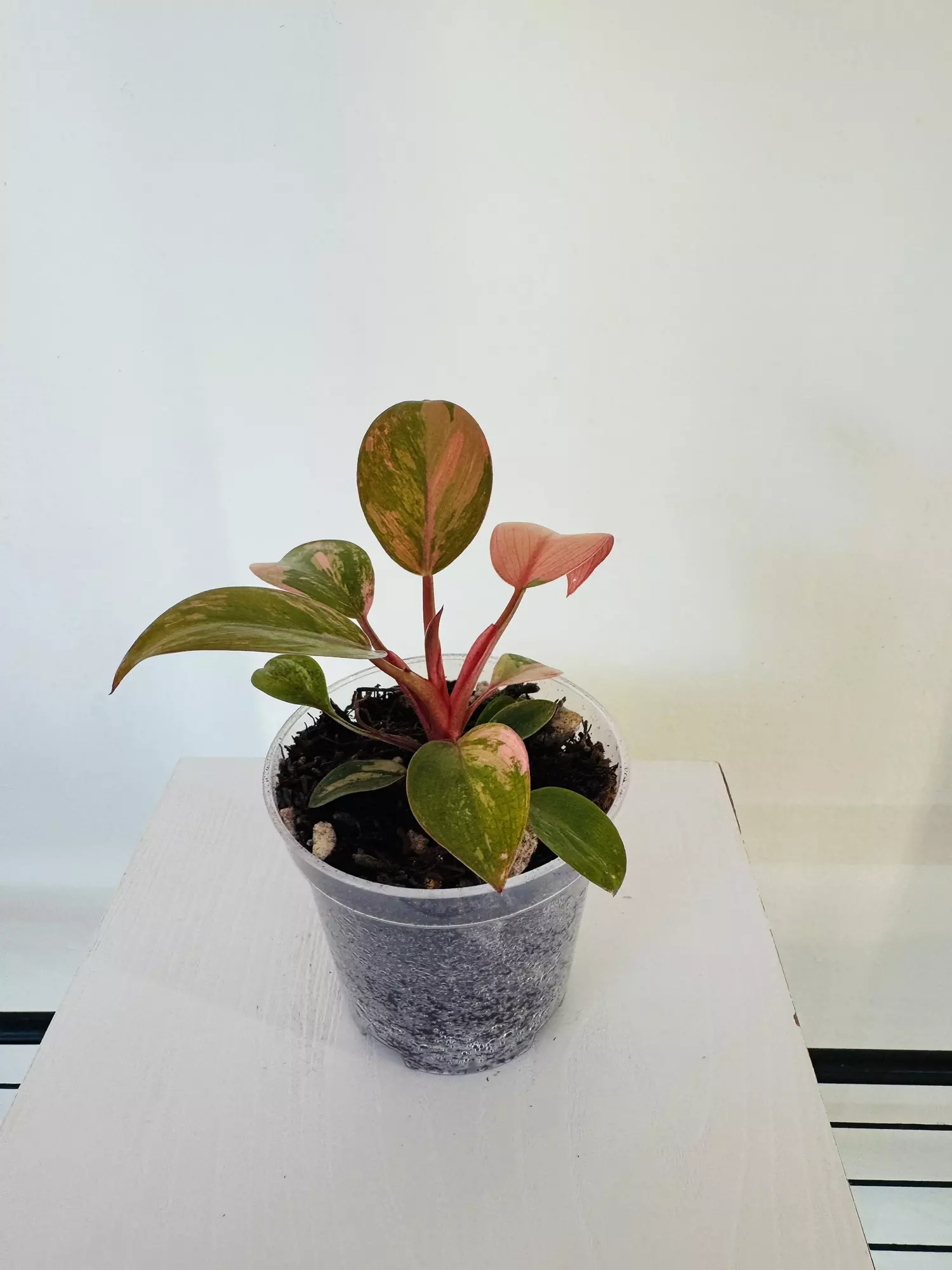 plant/Philodendron ‘Variegated Red Congo’ (3inch)-4