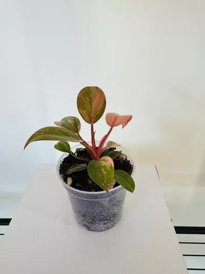 plant/Philodendron ‘Variegated Red Congo’ (3inch)-4-thumbnail