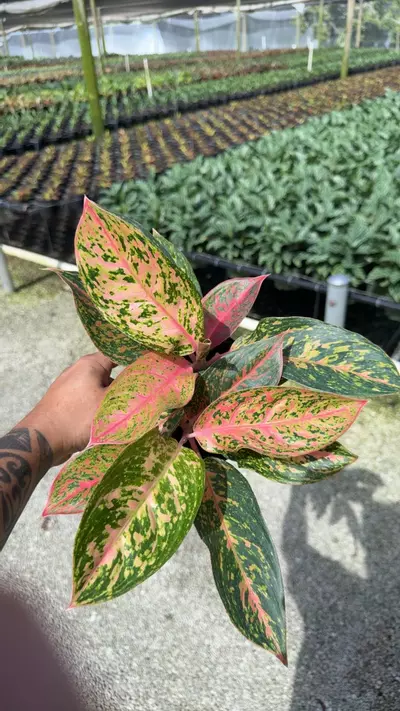 plant/Aglonema Chanelle 6 inch-0-thumbnail