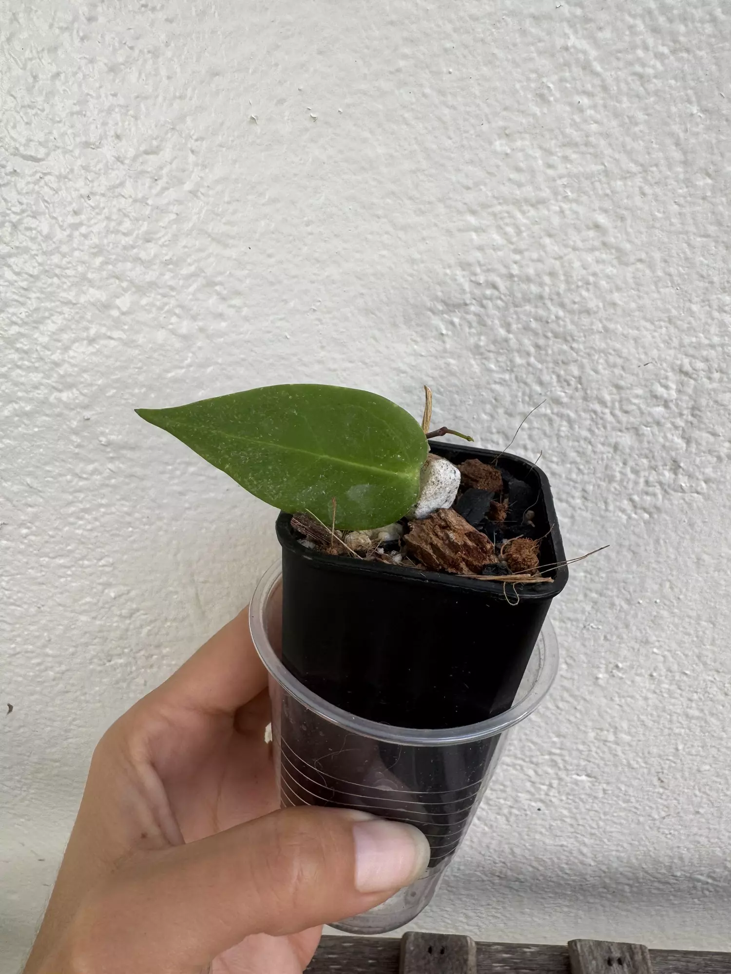 plant/Hoya carrii (NS13-064)-0