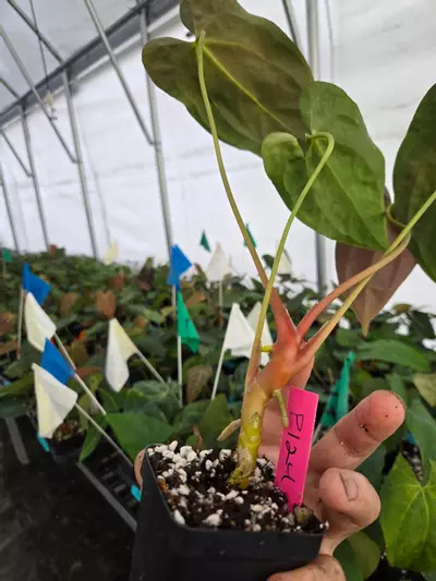 plant/P122 Dark green choco emergent. Nice pap #1 x Pap Nice Pap #6-2-thumbnail