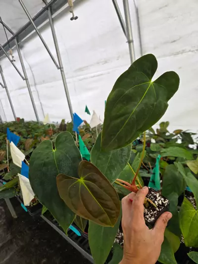 plant/P122 Dark green choco emergent. Nice pap #1 x Pap Nice Pap #6-1-thumbnail