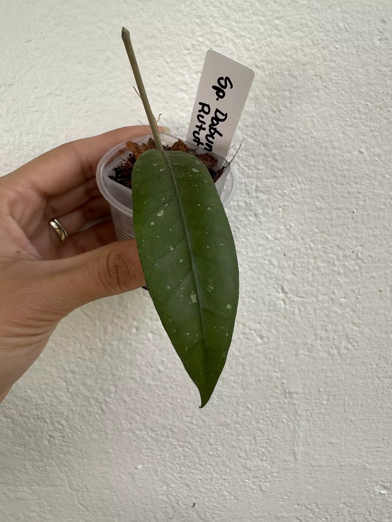 plant/Hoya sp Dabun Gelang Rutut 002-0