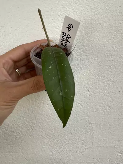 plant/Hoya sp Dabun Gelang Rutut 002-0-thumbnail