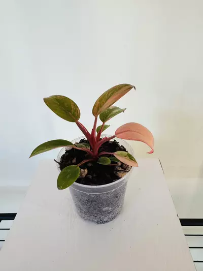 plant/Philodendron ‘Variegated Red Congo’ (3inch)-2-thumbnail