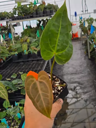 plant/P121 veiny dark brownish red. Rotundatum X x ( Rotundatum X/ Doc Block Purple F2)-1-thumbnail