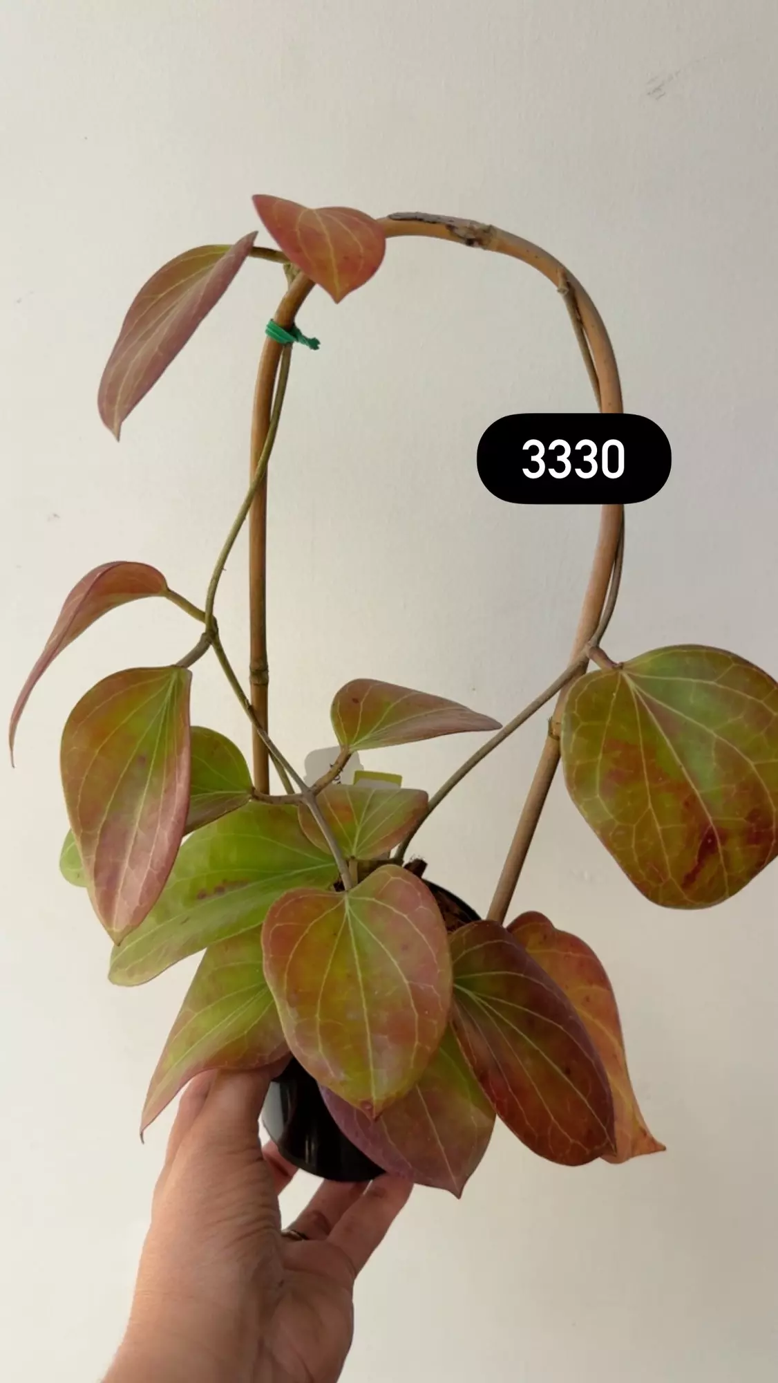 plant/3330 Cominsii sunstressed on trellis-0