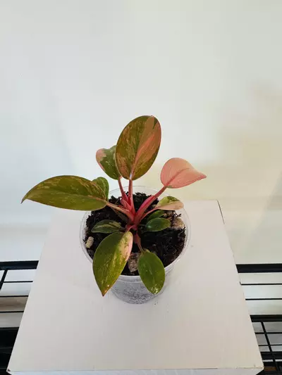 plant/Philodendron ‘Variegated Red Congo’ (3inch)-1-thumbnail