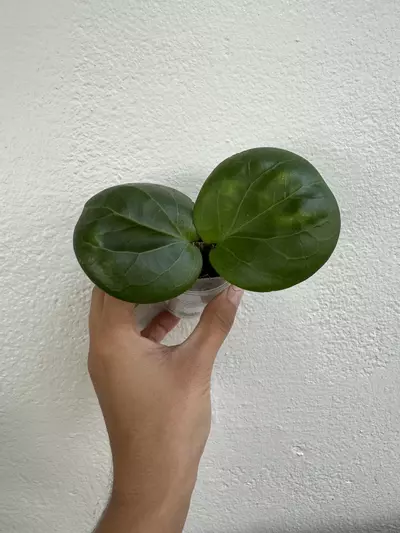 plant/Rhiannon-0-thumbnail