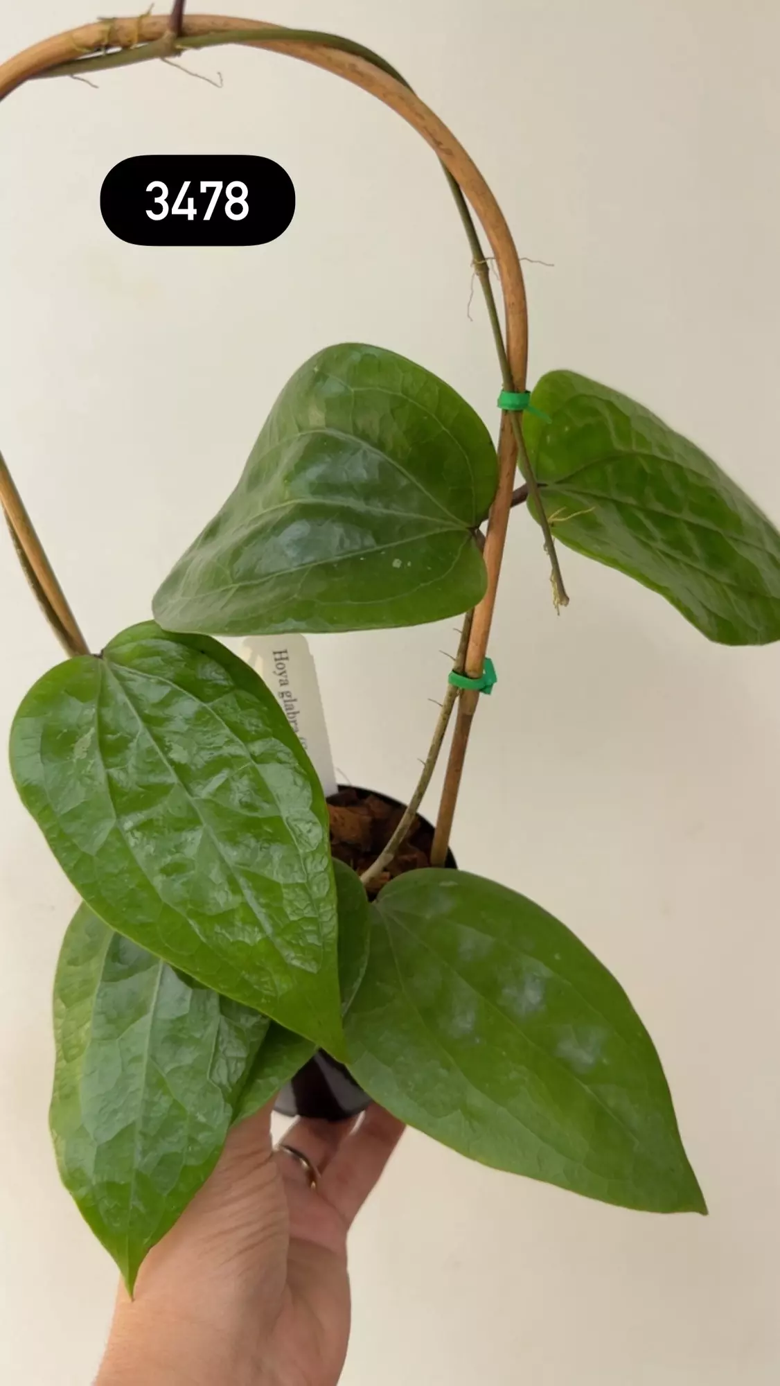 plant/3478 Glabra ‘schlechter’ in trellis-0