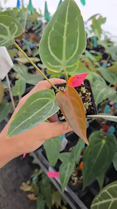 plant/P120 red emergent. (SKG Red Crystal/Mag) x Swampmannii Round #4-1-thumbnail