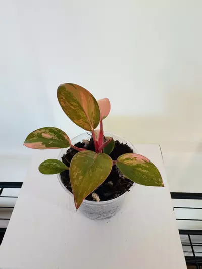 plant/Philodendron ‘Variegated Red Congo’ (3inch)-3-thumbnail
