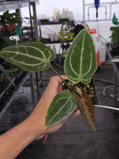 plant/P120 red emergent. (SKG Red Crystal/Mag) x Swampmannii Round #4-2-thumbnail