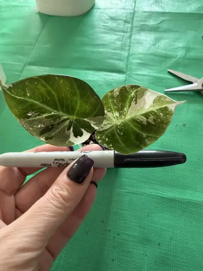 plant/Alocasia Pink Black Velvet-3-thumbnail