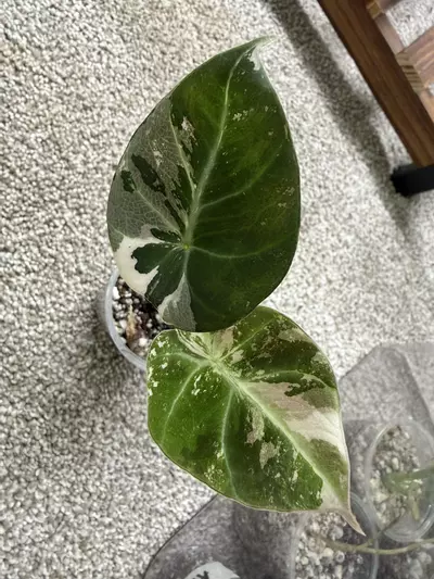 plant/Alocasia Pink Black Velvet-1-thumbnail