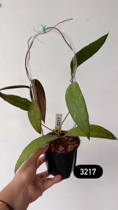 plant/3217 Clemensorium aceh on trellis-0-thumbnail