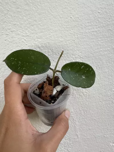 plant/Hoya starry night-0-thumbnail