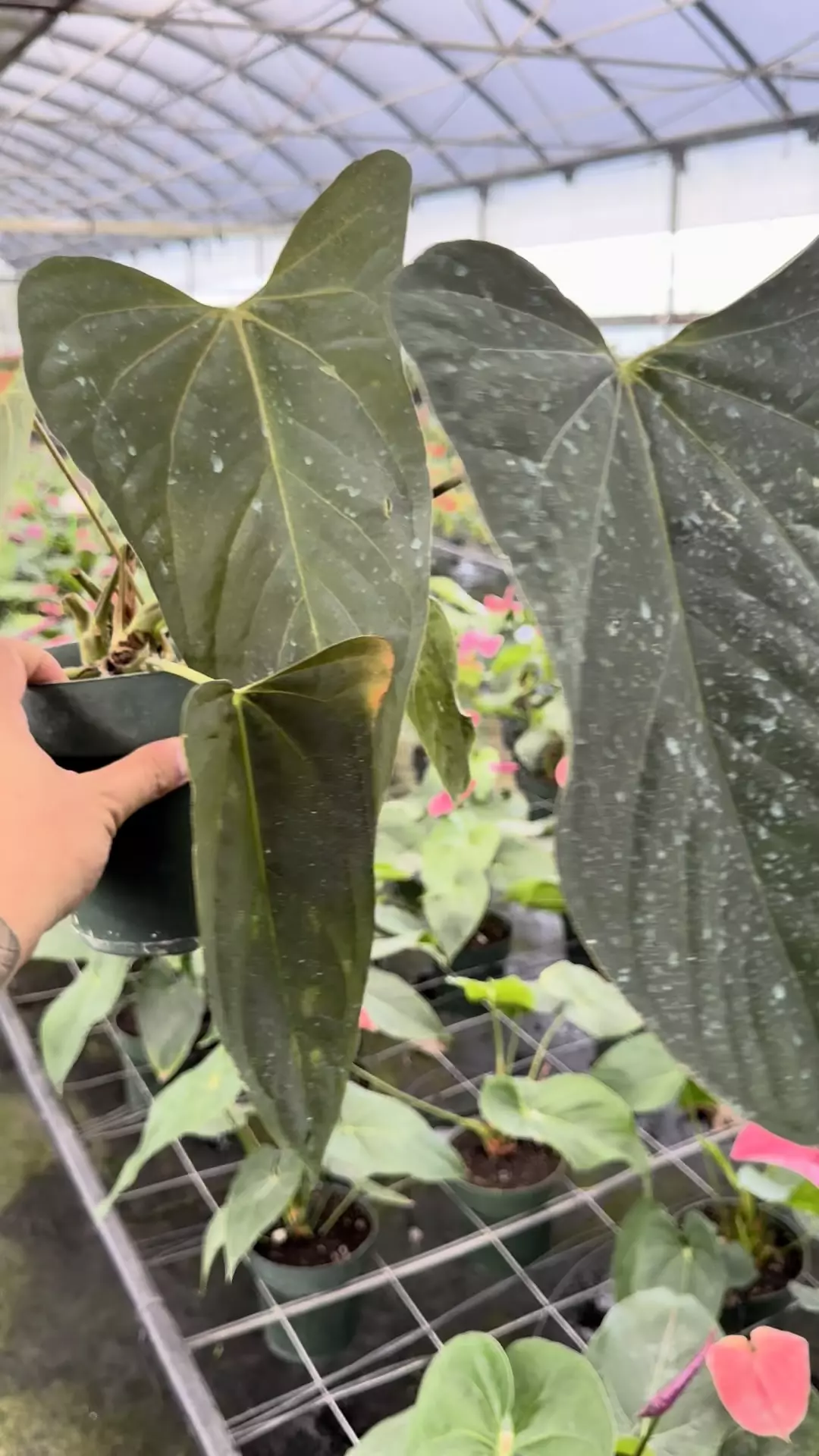 plant/Sam’s red x soul reaper Tezula -0