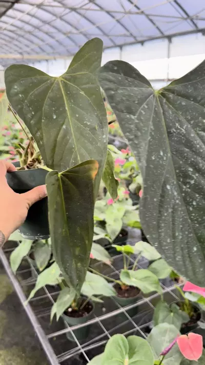 plant/Sam’s red x soul reaper Tezula -0-thumbnail