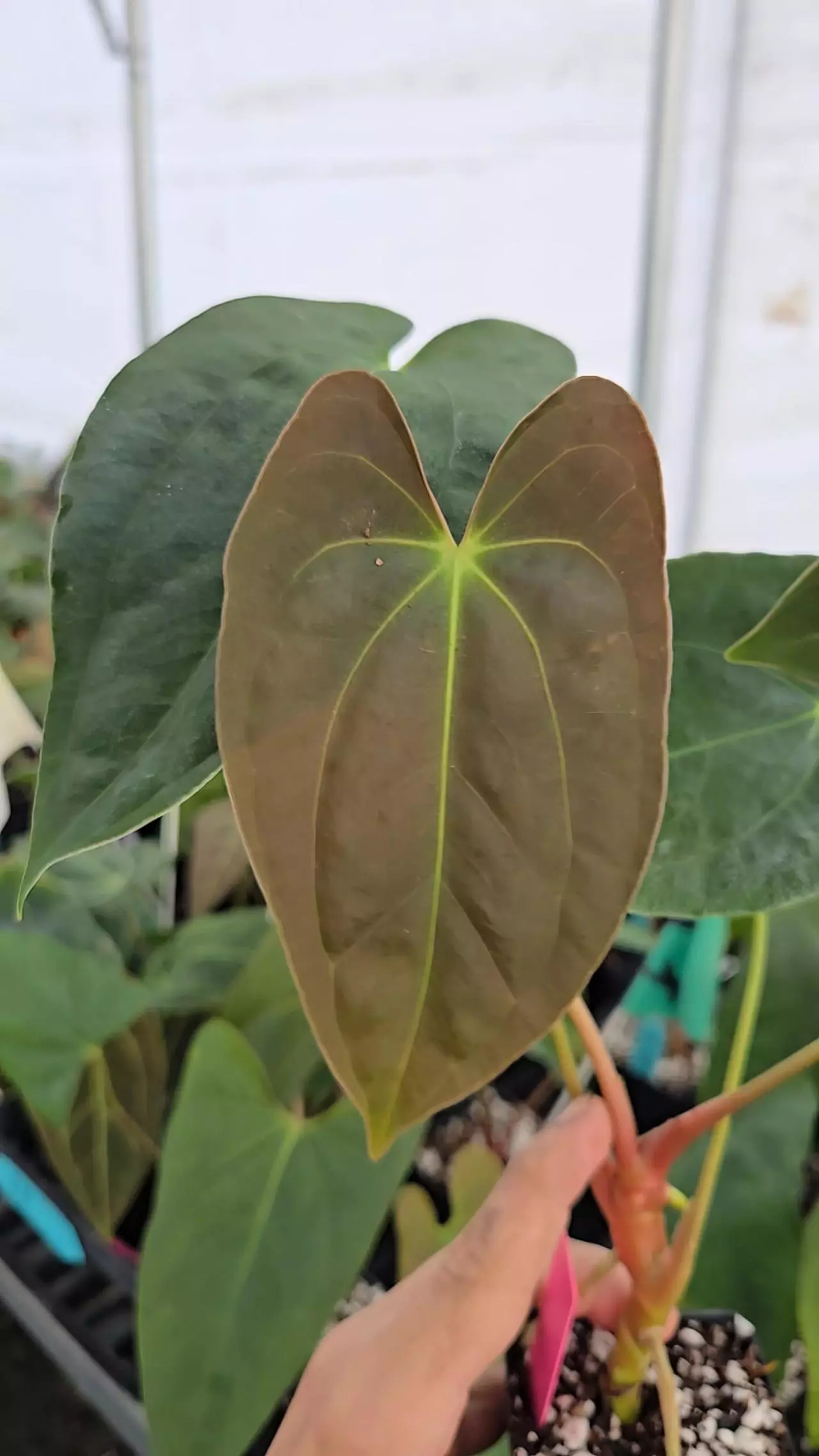 plant/P122 Dark green choco emergent. Nice pap #1 x Pap Nice Pap #6-3