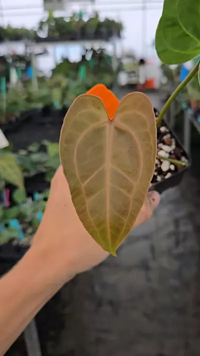 plant/P121 veiny dark brownish red. Rotundatum X x ( Rotundatum X/ Doc Block Purple F2)-2-thumbnail